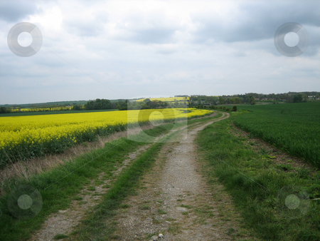 To use this stock image in your creative project, please select the size you need over to the right and click the "Add to Cart" button.
Your downloaded image will come with the Cutcaster watermark removed so don’t worry about the watermark you see on this page. Winding path through rape fields stock photo, Winding path through rape fields by Stuart Atton