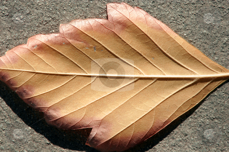To use this stock image in your creative project, please select the size you need over to the right and click the "Add to Cart" button.
Your downloaded image will come with the Cutcaster watermark removed so don’t worry about the watermark you see on this page. Up Close and Leaf stock photo, Close up on a Leaf by Mehmet Dilsiz