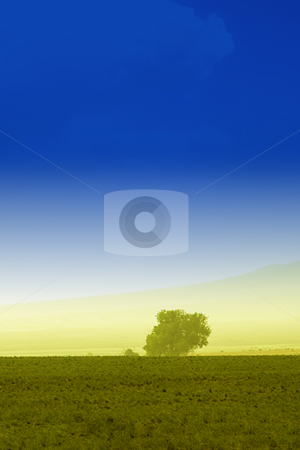 To use this stock image in your creative project, please select the size you need over to the right and click the "Add to Cart" button.
Your downloaded image will come with the Cutcaster watermark removed so don’t worry about the watermark you see on this page. Tree behind a farm stock photo, Tree behind a farm in rural Utah by Mehmet Dilsiz