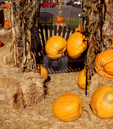 To use this stock image in your creative project, please select the size you need over to the right and click the "Add to Cart" button.
Your downloaded image will come with the Cutcaster watermark removed so don’t worry about the watermark you see on this page. Pumpkins Spread Apart stock photo, Pumpkins Spread Apart in a Farm by Mehmet Dilsiz
