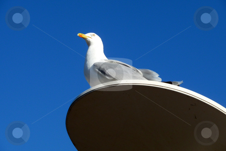 To use this stock image in your creative project, please select the size you need over to the right and click the "Add to Cart" button.
Your downloaded image will come with the Cutcaster watermark removed so don’t worry about the watermark you see on this page. Seagull On Perch stock photo, A seagull that is perched on a lamppost. by Chris Harvey