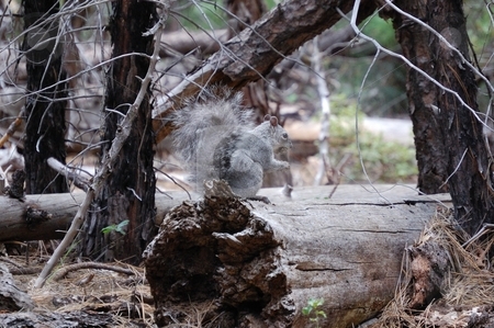To use this stock image in your creative project, please select the size you need over to the right and click the "Add to Cart" button.
Your downloaded image will come with the Cutcaster watermark removed so don’t worry about the watermark you see on this page. Squirrel on log stock photo, by Brett Horne