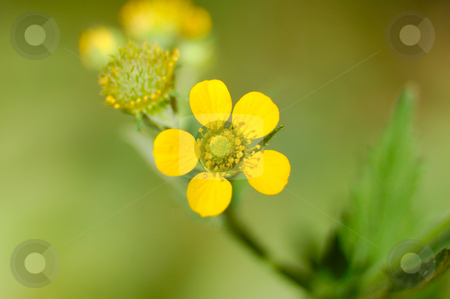 To use this stock image in your creative project, please select the size you need over to the right and click the "Add to Cart" button.
Your downloaded image will come with the Cutcaster watermark removed so don’t worry about the watermark you see on this page. Yellow flower pedals stock photo, by Brett Horne