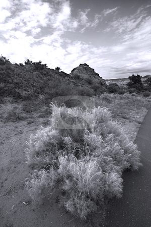 To use this stock image in your creative project, please select the size you need over to the right and click the "Add to Cart" button.
Your downloaded image will come with the Cutcaster watermark removed so don’t worry about the watermark you see on this page. Bushes, Sand and Redrocsk in Snow Canyon - Utah stock photo, Snow Canyon in St. George, Utah by Mehmet Dilsiz