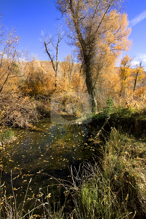 To use this stock image in your creative project, please select the size you need over to the right and click the "Add to Cart" button.
Your downloaded image will come with the Cutcaster watermark removed so don’t worry about the watermark you see on this page. Trees under the Blue Skies stock photo, Trees under the Blue Skies in Autumn by Mehmet Dilsiz