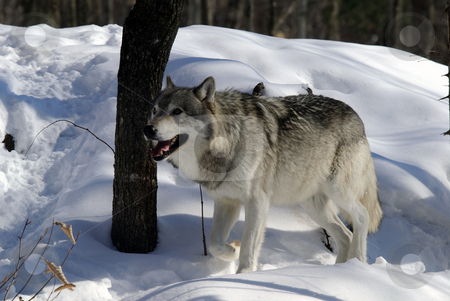 To use this stock image in your creative project, please select the size you need over to the right and click the "Add to Cart" button.
Your downloaded image will come with the Cutcaster watermark removed so don’t worry about the watermark you see on this page. Gray Wolf stock photo, Close-up portrait of a gray wolf in Winter by Alain Turgeon