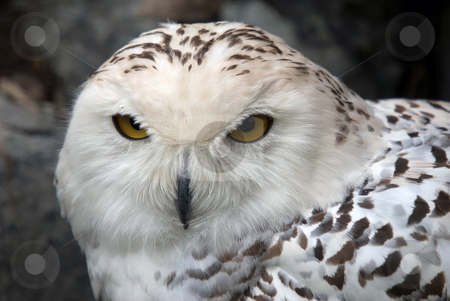 To use this stock image in your creative project, please select the size you need over to the right and click the "Add to Cart" button.
Your downloaded image will come with the Cutcaster watermark removed so don’t worry about the watermark you see on this page. Snowy Owl stock photo, Close up portrait of a beautiful snowy owl by Alain Turgeon