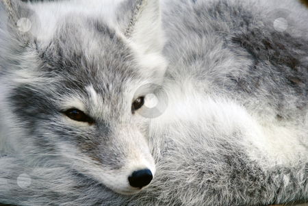 To use this stock image in your creative project, please select the size you need over to the right and click the "Add to Cart" button.
Your downloaded image will come with the Cutcaster watermark removed so don’t worry about the watermark you see on this page. Arctic Fox stock photo, Close-up portrait of an Arctic Fox while he is sleeping by Alain Turgeon
