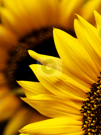To use this stock image in your creative project, please select the size you need over to the right and click the "Add to Cart" button.
Your downloaded image will come with the Cutcaster watermark removed so don’t worry about the watermark you see on this page. Sunflower macro stock photo, Macro of two beautiful sunflowers with selective focus by Laurent Dambies