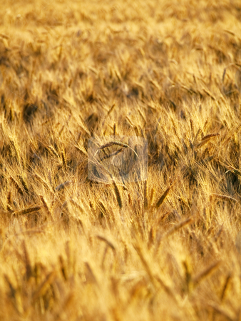 To use this stock image in your creative project, please select the size you need over to the right and click the "Add to Cart" button.
Your downloaded image will come with the Cutcaster watermark removed so don’t worry about the watermark you see on this page. Golden wheat field stock photo, Golden wheat field closeup in summer by Laurent Dambies