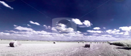 To use this stock image in your creative project, please select the size you need over to the right and click the "Add to Cart" button.
Your downloaded image will come with the Cutcaster watermark removed so don’t worry about the watermark you see on this page. Infrared countryside landscape stock photo, Infrared panoramic french countryside landscape of a beautiful freshly cut wheat field with haystacks under blue sky with clouds by Laurent Dambies