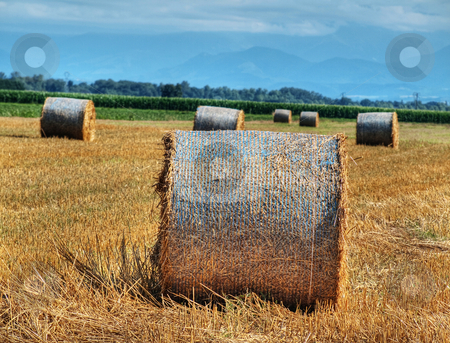 To use this stock image in your creative project, please select the size you need over to the right and click the "Add to Cart" button.
Your downloaded image will come with the Cutcaster watermark removed so don’t worry about the watermark you see on this page. Countryside landscape stock photo, Countryside landscape of a beautiful freshly cut wheat field with haystacks with mountains in the background hdr processed by Laurent Dambies