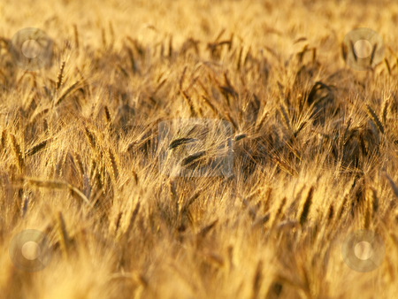 To use this stock image in your creative project, please select the size you need over to the right and click the "Add to Cart" button.
Your downloaded image will come with the Cutcaster watermark removed so don’t worry about the watermark you see on this page. Golden wheat field stock photo, Golden wheat field closeup in summer by Laurent Dambies