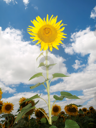 To use this stock image in your creative project, please select the size you need over to the right and click the "Add to Cart" button.
Your downloaded image will come with the Cutcaster watermark removed so don’t worry about the watermark you see on this page. Sunflower field stock photo, Beautiful sunflower field under blue sky and clouds by Laurent Dambies
