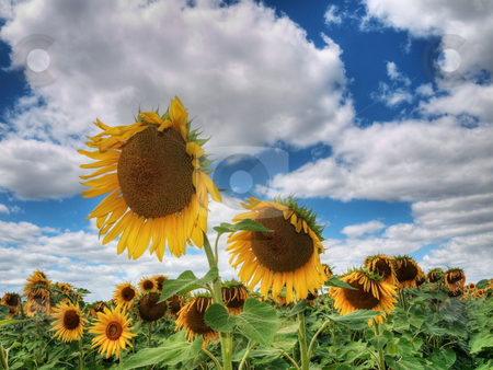 To use this stock image in your creative project, please select the size you need over to the right and click the "Add to Cart" button.
Your downloaded image will come with the Cutcaster watermark removed so don’t worry about the watermark you see on this page. Sunflower field stock photo, Beautiful sunflower field under blue sky and clouds hdr processed by Laurent Dambies