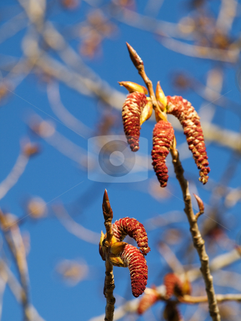 To use this stock image in your creative project, please select the size you need over to the right and click the "Add to Cart" button.
Your downloaded image will come with the Cutcaster watermark removed so don’t worry about the watermark you see on this page. Blooming tree stock photo, Closeup of a blooming tree at spring with shallow depth of field and blue sky by Laurent Dambies