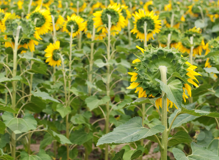 To use this stock image in your creative project, please select the size you need over to the right and click the "Add to Cart" button.
Your downloaded image will come with the Cutcaster watermark removed so don’t worry about the watermark you see on this page. Sunflower field stock photo, Back view of a beautiful sunflower field with selective focus by Laurent Dambies
