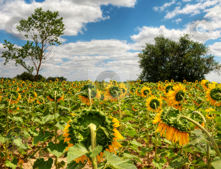 To use this stock image in your creative project, please select the size you need over to the right and click the "Add to Cart" button.
Your downloaded image will come with the Cutcaster watermark removed so don’t worry about the watermark you see on this page. Sunflower field stock photo, Beautiful sunflower field under blue sky and clouds hdr processed by Laurent Dambies