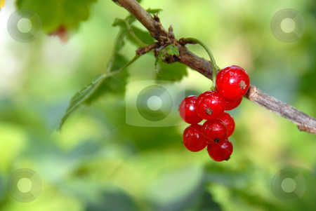 To use this stock image in your creative project, please select the size you need over to the right and click the "Add to Cart" button.
Your downloaded image will come with the Cutcaster watermark removed so don’t worry about the watermark you see on this page. Red currants stock photo, Red currants on branch over blur green natural background by Julija Sapic