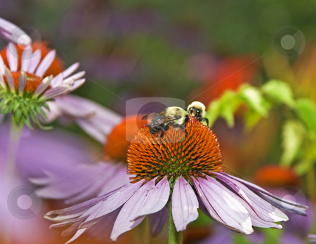 To use this stock image in your creative project, please select the size you need over to the right and click the "Add to Cart" button.
Your downloaded image will come with the Cutcaster watermark removed so don’t worry about the watermark you see on this page. Bumblebees stock photo, 2 bumblebees on purple coneflower gathering pollen by Dennis Crumrin