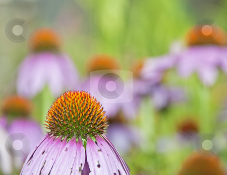 To use this stock image in your creative project, please select the size you need over to the right and click the "Add to Cart" button.
Your downloaded image will come with the Cutcaster watermark removed so don’t worry about the watermark you see on this page. Purple Coneflower Closeup stock photo, Purple coneflower closeup in garden by Dennis Crumrin