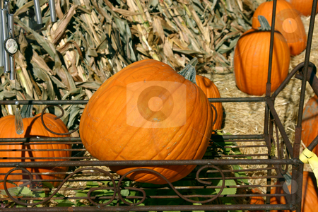 To use this stock image in your creative project, please select the size you need over to the right and click the "Add to Cart" button.
Your downloaded image will come with the Cutcaster watermark removed so don’t worry about the watermark you see on this page. Pumpkin in a Flower Stand stock photo, Pumpkin in a Flower Stand in a market by Mehmet Dilsiz