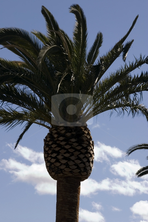 To use this stock image in your creative project, please select the size you need over to the right and click the "Add to Cart" button.
Your downloaded image will come with the Cutcaster watermark removed so don’t worry about the watermark you see on this page. Palm Trees with Blue Skies stock photo, Palm Trees with Blue Skies as a Background by Mehmet Dilsiz