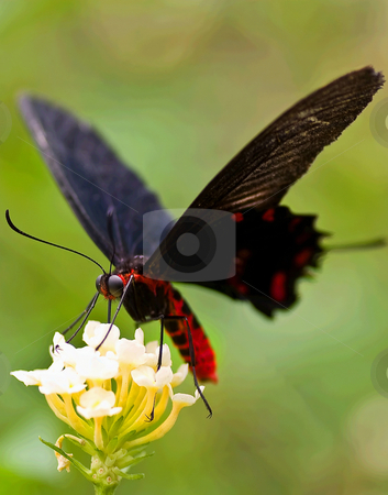 To use this stock image in your creative project, please select the size you need over to the right and click the "Add to Cart" button.
Your downloaded image will come with the Cutcaster watermark removed so don’t worry about the watermark you see on this page. In focus stock photo, A shallow depth of field butterfly shot to emphasise the eyes by Robin Ducker