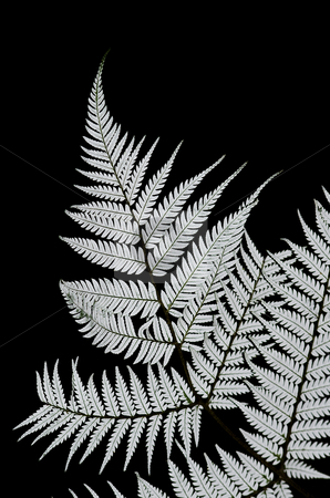 To use this stock image in your creative project, please select the size you need over to the right and click the "Add to Cart" button.
Your downloaded image will come with the Cutcaster watermark removed so don’t worry about the watermark you see on this page. Silver Fern stock photo, The Kiwi Icon - the New Zealand Silver Fern a mark of all New Zealand Sporting teams such as the NZ All Blacks by Robin Ducker