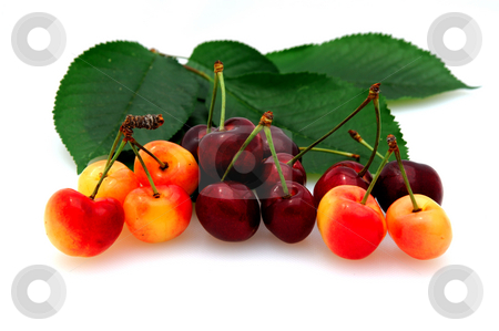 To use this stock image in your creative project, please select the size you need over to the right and click the "Add to Cart" button.
Your downloaded image will come with the Cutcaster watermark removed so don’t worry about the watermark you see on this page. Bing And Rainier Cherries stock photo, Fresh picked bing and rainier cherries on a white background with cherry leaves by Lynn Bendickson
