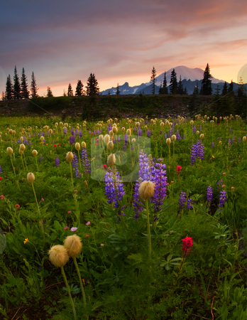 To use this stock image in your creative project, please select the size you need over to the right and click the "Add to Cart" button.
Your downloaded image will come with the Cutcaster watermark removed so don’t worry about the watermark you see on this page. Red Sky Meadow stock photo, Red Skies over Mt. Rainier and a meadow of colorful wildflowers by Mike Dawson