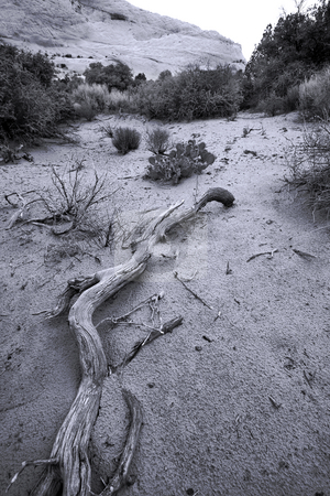 To use this stock image in your creative project, please select the size you need over to the right and click the "Add to Cart" button.
Your downloaded image will come with the Cutcaster watermark removed so don’t worry about the watermark you see on this page. Path to Sand Dunes in Snow Canyon - Utah stock photo, Snow Canyon in St. George, Utah by Mehmet Dilsiz