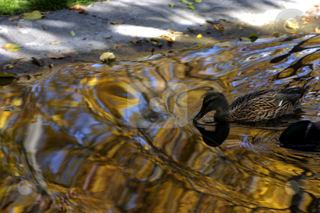 To use this stock image in your creative project, please select the size you need over to the right and click the "Add to Cart" button.
Your downloaded image will come with the Cutcaster watermark removed so don’t worry about the watermark you see on this page. Duck Swimming in Gold stock photo, Duck swimming in golden water by Mehmet Dilsiz