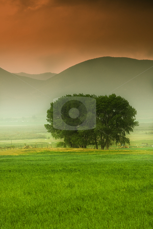 To use this stock image in your creative project, please select the size you need over to the right and click the "Add to Cart" button.
Your downloaded image will come with the Cutcaster watermark removed so don’t worry about the watermark you see on this page. Tree behind a farm stock photo, A Tree behind a farm in rural Utah by Mehmet Dilsiz