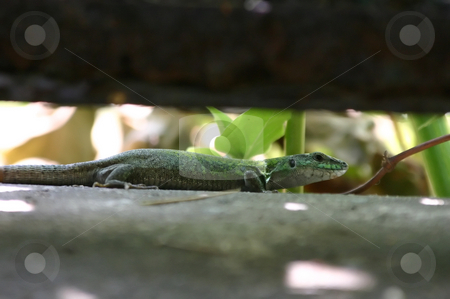 To use this stock image in your creative project, please select the size you need over to the right and click the "Add to Cart" button.
Your downloaded image will come with the Cutcaster watermark removed so don’t worry about the watermark you see on this page. Lizard stock photo, The Lizard in a Garden by Mehmet Dilsiz