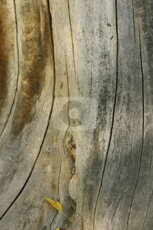 To use this stock image in your creative project, please select the size you need over to the right and click the "Add to Cart" button.
Your downloaded image will come with the Cutcaster watermark removed so don’t worry about the watermark you see on this page. Trunk Close Up stock photo, Close up on a Tree Trunk by Mehmet Dilsiz