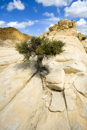 To use this stock image in your creative project, please select the size you need over to the right and click the "Add to Cart" button.
Your downloaded image will come with the Cutcaster watermark removed so don’t worry about the watermark you see on this page. Close up on the Rocks with a Small Tree - Snow Canyon Utah stock photo, Snow Canyon in St. George, Utah - Close up on the Rocks by Mehmet Dilsiz