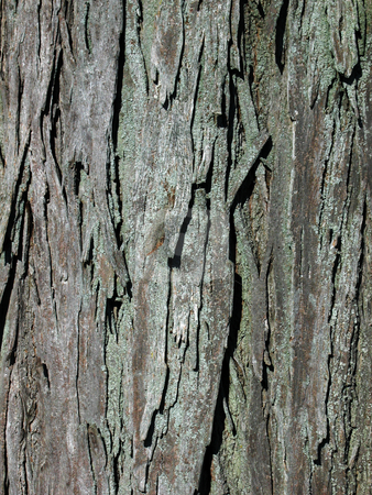 To use this stock image in your creative project, please select the size you need over to the right and click the "Add to Cart" button.
Your downloaded image will come with the Cutcaster watermark removed so don’t worry about the watermark you see on this page. Bark Texture stock photo, by Rhys Marsh