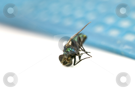To use this stock image in your creative project, please select the size you need over to the right and click the "Add to Cart" button.
Your downloaded image will come with the Cutcaster watermark removed so don’t worry about the watermark you see on this page. Macro of Dead Fly stock photo, Macro of Dead Fly on White with swatter background by John Teeter