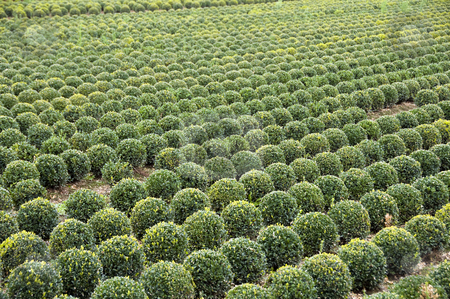 To use this stock image in your creative project, please select the size you need over to the right and click the "Add to Cart" button.
Your downloaded image will come with the Cutcaster watermark removed so don’t worry about the watermark you see on this page. Buxus stock photo, Field with buxus palnts in holland by Chris Willemsen