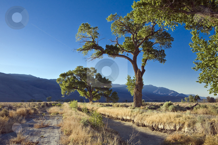 To use this stock image in your creative project, please select the size you need over to the right and click the "Add to Cart" button.
Your downloaded image will come with the Cutcaster watermark removed so don’t worry about the watermark you see on this page. Abandoned Irrigation Ditch stock photo, Trees grow along an abandoned irrigation ditch paralled by an overgrown dirt road in the Eastern Sierra of California by Bart Everett