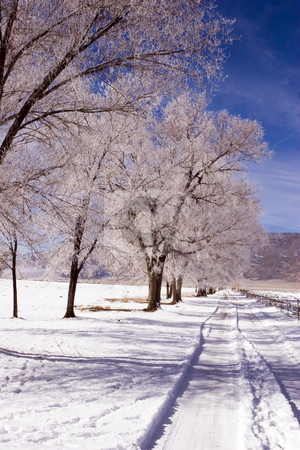 To use this stock image in your creative project, please select the size you need over to the right and click the "Add to Cart" button.
Your downloaded image will come with the Cutcaster watermark removed so don’t worry about the watermark you see on this page. Deep Springs Road stock photo, Snow covers a rural road and dusts trees in California mountains by Bart Everett