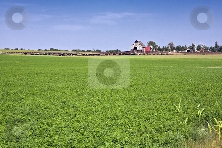To use this stock image in your creative project, please select the size you need over to the right and click the "Add to Cart" button.
Your downloaded image will come with the Cutcaster watermark removed so don’t worry about the watermark you see on this page. Cattle Farm stock photo, Large cattle farm lies beyond a field of green by Bart Everett