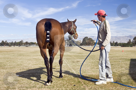 To use this stock image in your creative project, please select the size you need over to the right and click the "Add to Cart" button.
Your downloaded image will come with the Cutcaster watermark removed so don’t worry about the watermark you see on this page. Polo Horse Wash stock photo, Groom sprays down a polo horse after a vigorous chucker. by Bart Everett