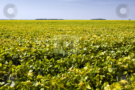 To use this stock image in your creative project, please select the size you need over to the right and click the "Add to Cart" button.
Your downloaded image will come with the Cutcaster watermark removed so don’t worry about the watermark you see on this page. Potato Field stock photo, Potato field takes on a yellow cast as leaves turn to signal that harvest time nears. by Bart Everett