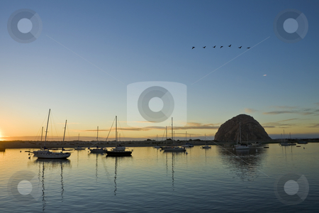 To use this stock image in your creative project, please select the size you need over to the right and click the "Add to Cart" button.
Your downloaded image will come with the Cutcaster watermark removed so don’t worry about the watermark you see on this page. Geese Over Morro Bay Harbor stock photo, A flock of geese flies south over Moro Bay harbor in California at sunset by Bart Everett
