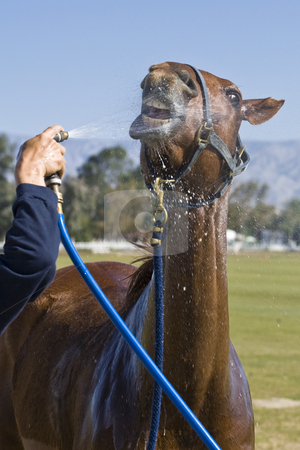 To use this stock image in your creative project, please select the size you need over to the right and click the "Add to Cart" button.
Your downloaded image will come with the Cutcaster watermark removed so don’t worry about the watermark you see on this page. Drinking Horse stock photo, Polo horse opens wide for a gulp of spray from his groom. by Bart Everett