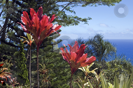 To use this stock image in your creative project, please select the size you need over to the right and click the "Add to Cart" button.
Your downloaded image will come with the Cutcaster watermark removed so don’t worry about the watermark you see on this page. Maui coast garden overlook stock photo, Red leaves contrast with pine and green ferns high above Maui's north coast on the road to Hana by Bart Everett