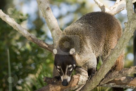 To use this stock image in your creative project, please select the size you need over to the right and click the "Add to Cart" button.
Your downloaded image will come with the Cutcaster watermark removed so don’t worry about the watermark you see on this page. Coatimundi stock photo, Closeup of Coatimundi (nasua nasua) climbing in tree by Stephen Meese