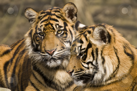 To use this stock image in your creative project, please select the size you need over to the right and click the "Add to Cart" button.
Your downloaded image will come with the Cutcaster watermark removed so don’t worry about the watermark you see on this page. Amur Tiger stock photo, Closeup of Amur Tiger (Panthera tigris altaica) by Stephen Meese